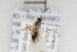  (Zoophthorus plumbeus - NHMO-ENT-510487)  @11 [ ] CreativeCommons - Attribution Non-Commercial Share-Alike (2019) Unspecified University of Oslo, Natural History Museum