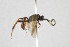  (Endasys testaceipes - NHMO-ENT-294385)  @11 [ ] CreativeCommons - Attribution Non-Commercial Share-Alike (2019) Unspecified University of Oslo, Natural History Museum