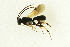  ( - NHMO-ENT-292483)  @12 [ ] CreativeCommons - Attribution Non-Commercial Share-Alike (2018) Unspecified University of Oslo, Natural History Museum