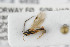  (Gelis edentatus - NHMO-ENT-443382)  @12 [ ] CreativeCommons - Attribution Non-Commercial Share-Alike (2019) Unspecified University of Oslo, Natural History Museum