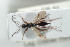 (Phaenoserphus kurilensis - HYMNI1705)  @11 [ ] CreativeCommons - Attribution Non-Commercial Share-Alike (2016) Arnstein Staverlokk Norwegian Institute of Nature Research