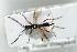  ( - HYMNI1706)  @11 [ ] CreativeCommons - Attribution Non-Commercial Share-Alike (2016) Arnstein Staverlokk Norwegian Institute of Nature Research