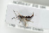  ( - HYMNI1710)  @12 [ ] CreativeCommons - Attribution Non-Commercial Share-Alike (2016) Arnstein Staverlokk Norwegian Institute of Nature Research