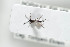  (Tretoserphus - HYMNI1711)  @13 [ ] CreativeCommons - Attribution Non-Commercial Share-Alike (2016) Arnstein Staverlokk Norwegian Institute of Nature Research