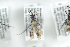 ( - HYMNI2468)  @12 [ ] CreativeCommons - Attribution Non-Commercial Share-Alike (2018) Arnstein Staverlokk Norwegian Institute of Nature Research