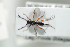  (Mischoserphus lacrymans - HYMNI1716)  @13 [ ] CreativeCommons - Attribution Non-Commercial Share-Alike (2016) Arnstein Staverlokk Norwegian Institute of Nature Research