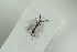  (Exallonyx formicarius - HYMNI1528)  @12 [ ] CreativeCommons - Attribution Non-Commercial Share-Alike (2016) Arnstein Staverlokk Norwegian Institute of Nature Research