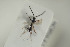  ( - HYMNI1537)  @11 [ ] CreativeCommons - Attribution Non-Commercial Share-Alike (2016) Arnstein Staverlokk Norwegian Institute of Nature Research