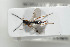  ( - HYMNI1729)  @11 [ ] CreativeCommons - Attribution Non-Commercial Share-Alike (2016) Arnstein Staverlokk Norwegian Institute of Nature Research