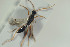  (Phaenoserphus pallipes - HYMNI1543)  @11 [ ] CreativeCommons - Attribution Non-Commercial Share-Alike (2016) Arnstein Staverlokk Norwegian Institute of Nature Research