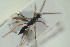  ( - HYMNI1544)  @11 [ ] CreativeCommons - Attribution Non-Commercial Share-Alike (2016) Arnstein Staverlokk Norwegian Institute of Nature Research
