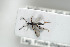  ( - HYMNI1736)  @11 [ ] CreativeCommons - Attribution Non-Commercial Share-Alike (2016) Arnstein Staverlokk Norwegian Institute of Nature Research