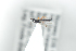  ( - HYMNI2471)  @11 [ ] CreativeCommons - Attribution Non-Commercial Share-Alike (2018) Arnstein Staverlokk Norwegian Institute of Nature Research