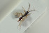  ( - HYMNI1552)  @11 [ ] CreativeCommons - Attribution Non-Commercial Share-Alike (2016) Arnstein Staverlokk Norwegian Institute of Nature Research