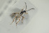  ( - HYMNI1555)  @11 [ ] CreativeCommons - Attribution Non-Commercial Share-Alike (2016) Arnstein Staverlokk Norwegian Institute of Nature Research