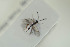  ( - HYMNI1556)  @11 [ ] CreativeCommons - Attribution Non-Commercial Share-Alike (2016) Arnstein Staverlokk Norwegian Institute of Nature Research