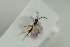  (Cryptoserphus longitarsis - HYMNI1558)  @11 [ ] CreativeCommons - Attribution Non-Commercial Share-Alike (2016) Arnstein Staverlokk Norwegian Institute of Nature Research