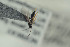  ( - HYMNI1589)  @11 [ ] CreativeCommons - Attribution Non-Commercial Share-Alike (2016) Arnstein Staverlokk Norwegian Institute of Nature Research