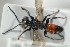  ( - HYMNI1785)  @12 [ ] CreativeCommons - Attribution Non-Commercial Share-Alike (2016) Arnstein Staverlokk Norwegian Institute of Nature Research
