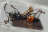  ( - HYMNI1789)  @11 [ ] CreativeCommons - Attribution Non-Commercial Share-Alike (2016) Arnstein Staverlokk Norwegian Institute of Nature Research