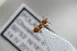  (Lasius carniolicus - HYMNI1790)  @12 [ ] CreativeCommons - Attribution Non-Commercial Share-Alike (2016) Arnstein Staverlokk Norwegian Institute of Nature Research
