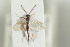  (Tretoserphus foveolatus - HYMNI1417)  @12 [ ] CreativeCommons - Attribution Non-Commercial Share-Alike (2016) Arnstein Staverlokk Norwegian Institute of Nature Research