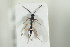  ( - HYMNI1418)  @11 [ ] CreativeCommons - Attribution Non-Commercial Share-Alike (2016) Arnstein Staverlokk Norwegian Institute of Nature Research