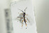  ( - HYMNI1423)  @11 [ ] CreativeCommons - Attribution Non-Commercial Share-Alike (2016) Arnstein Staverlokk Norwegian Institute of Nature Research