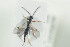  ( - HYMNI1425)  @11 [ ] CreativeCommons - Attribution Non-Commercial Share-Alike (2016) Arnstein Staverlokk Norwegian Institute of Nature Research