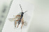  ( - HYMNI1426)  @11 [ ] CreativeCommons - Attribution Non-Commercial Share-Alike (2016) Arnstein Staverlokk Norwegian Institute of Nature Research