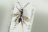  ( - HYMNI1457)  @11 [ ] CreativeCommons - Attribution Non-Commercial Share-Alike (2016) Arnstein Staverlokk Norwegian Institute of Nature Research