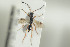  ( - HYMNI1458)  @11 [ ] CreativeCommons - Attribution Non-Commercial Share-Alike (2016) Arnstein Staverlokk Norwegian Institute of Nature Research