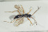  ( - HYMNI1463)  @11 [ ] CreativeCommons - Attribution Non-Commercial Share-Alike (2016) Arnstein Staverlokk Norwegian Institute of Nature Research