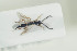  (Parthenocodrus - HYMNI1466)  @12 [ ] CreativeCommons - Attribution Non-Commercial Share-Alike (2016) Arnstein Staverlokk Norwegian Institute of Nature Research