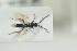  (Paracodrus - HYMNI1474)  @12 [ ] CreativeCommons - Attribution Non-Commercial Share-Alike (2016) Arnstein Staverlokk Norwegian Institute of Nature Research