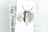  ( - HYMNI2502)  @11 [ ] CreativeCommons - Attribution Non-Commercial Share-Alike (2018) Arnstein Staverlokk Norwegian Institute of Nature Research