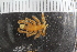  ( - Sletvik2016_77)  @11 [ ] CreativeCommons - Attribution Non-Commercial Share-Alike (2016) University of Bergen Natural History Collections