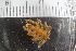  ( - Sletvik2016_77)  @11 [ ] CreativeCommons - Attribution Non-Commercial Share-Alike (2016) University of Bergen Natural History Collections