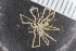 (Nymphon leptocheles - Sletvik2016_81)  @11 [ ] CreativeCommons - Attribution Non-Commercial Share-Alike (2016) University of Bergen Natural History Collections
