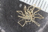  ( - Sletvik2016_81)  @11 [ ] CreativeCommons - Attribution Non-Commercial Share-Alike (2016) University of Bergen Natural History Collections