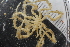  (Nymphon tenellum - Sletvik2016_95)  @11 [ ] CreativeCommons - Attribution Non-Commercial Share-Alike (2016) University of Bergen Natural History Collections