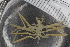  ( - Sletvik2016_96)  @11 [ ] CreativeCommons - Attribution Non-Commercial Share-Alike (2016) University of Bergen Natural History Collections