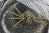  ( - Sletvik2016_96)  @11 [ ] CreativeCommons - Attribution Non-Commercial Share-Alike (2016) University of Bergen Natural History Collections