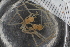  ( - Sletvik2016_97)  @11 [ ] CreativeCommons - Attribution Non-Commercial Share-Alike (2016) University of Bergen Natural History Collections