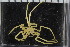  (Pseudopallene brevicollis - ZMBN_104932)  @11 [ ] CreativeCommons - Attribution Non-Commercial Share-Alike (2016) University of Bergen Natural History Collections