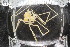  ( - ZMBN_104935)  @11 [ ] CreativeCommons - Attribution Non-Commercial Share-Alike (2016) University of Bergen Natural History Collections