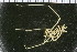  ( - ZMBN_104939)  @11 [ ] CreativeCommons - Attribution Non-Commercial Share-Alike (2016) University of Bergen Natural History Collections