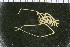  ( - ZMBN_104939)  @11 [ ] CreativeCommons - Attribution Non-Commercial Share-Alike (2016) University of Bergen Natural History Collections