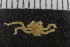  ( - ZMBN_104940)  @11 [ ] CreativeCommons - Attribution Non-Commercial Share-Alike (2016) University of Bergen Natural History Collections