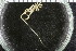  (Nymphon elegans - ZMBN_104941)  @11 [ ] CreativeCommons - Attribution Non-Commercial Share-Alike (2016) University of Bergen Natural History Collections